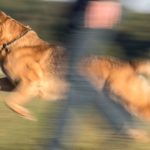 Zentrales Hunderegister: Statistik: 115 Mal haben Hunde in Sachsen-Anhalt zugebissen