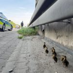 Tierrettung: Verwaiste Entenküken von der Polizei gerettet