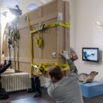 Fischsaurier: Ichthyosaurus-Fossil per Kran in Zoologisches Museum gehoben