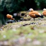 Tierischer Einsatz: Gänsefamilie irrt durch Wohngebiet – Anwohner retten Küken