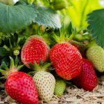 Heimisches Obst: Lieblingsfrucht in Rot – Erdbeersaison in NRW startet