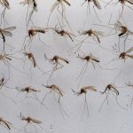 Klima und Insekten: Viele Stechmücken in Niedersachsen erwartet