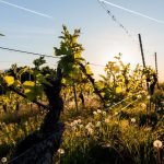 Wetter: Sonnenschein und warme Luft in Rheinland-Pfalz und Saarland