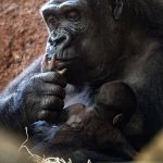 Tierschutz: Bericht: Zahl bedrohter Affenarten nimmt zu