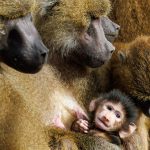 Werden einzelne Affen getötet?: Paviane aus Nürnberg ziehen nicht in indischen Zoo