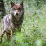 Situation unbefriedigend: MV-Schafhalter fordern Regeln für leichteren Wolfs-Abschuss