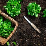 Pflanzen, pflegen, ernten: Feldsalat anbauen: Das sind die wichtigsten Schritte